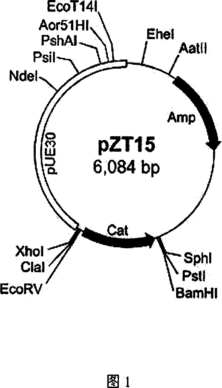 Method for preparing radio-resistant bacterium having luciferase activity