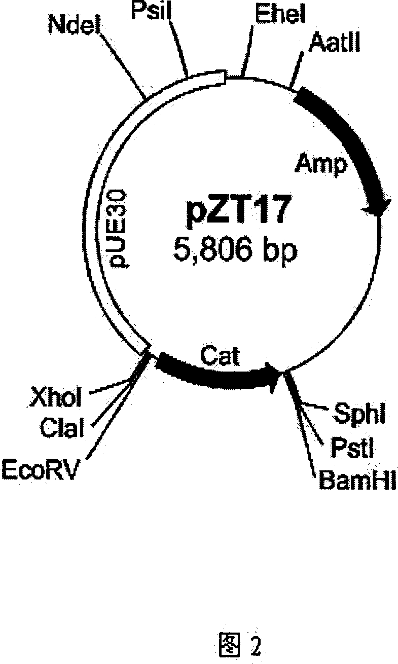 Method for preparing radio-resistant bacterium having luciferase activity