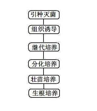 Tissue culture propagation method for Asparagus cochinchinesnsis