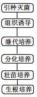 Tissue culture propagation method for Asparagus cochinchinesnsis