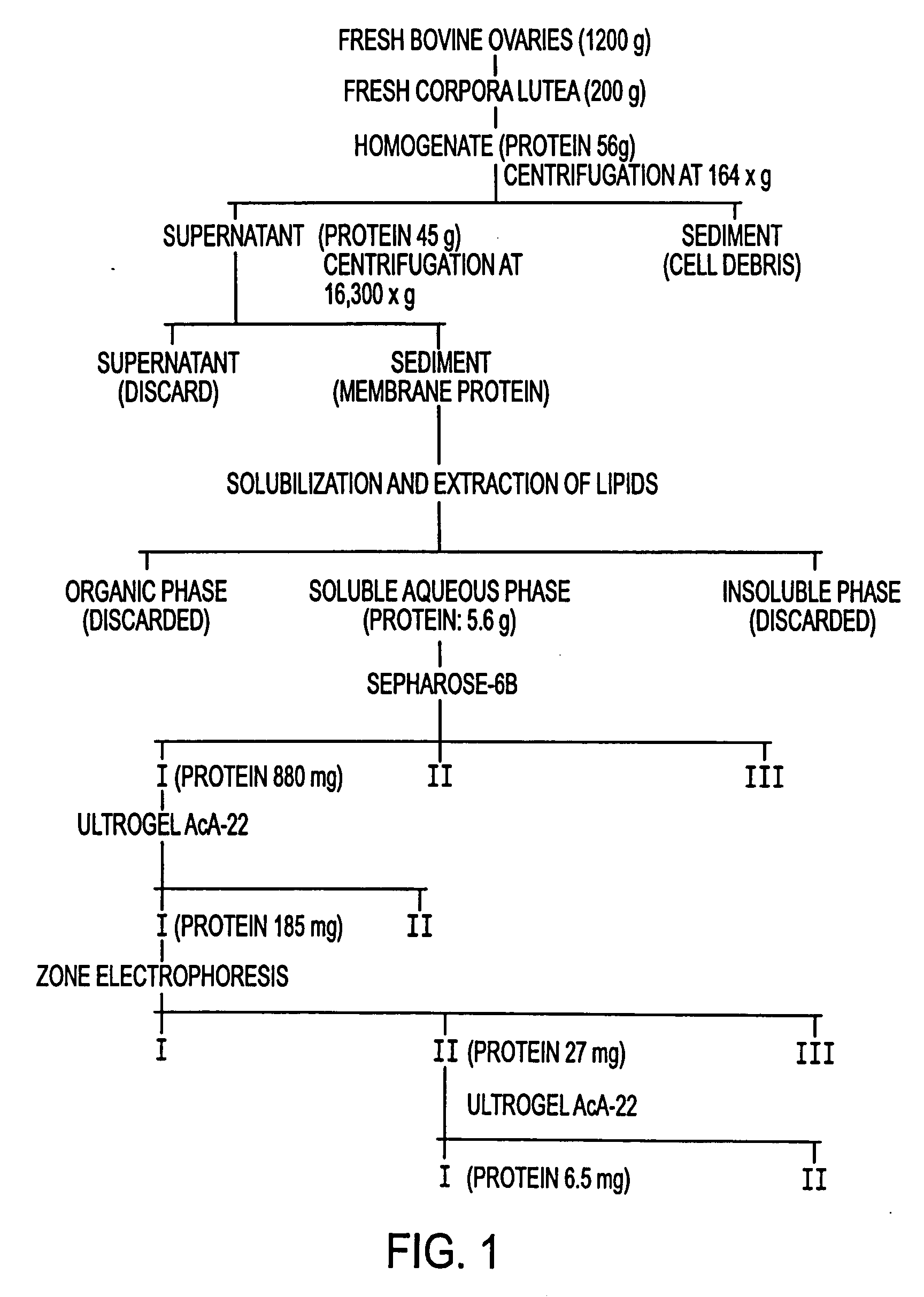 hCG-hLH receptor and hCG-hLH receptor-hCG complex as antigens, antibodies thereto and contraceptive vaccine