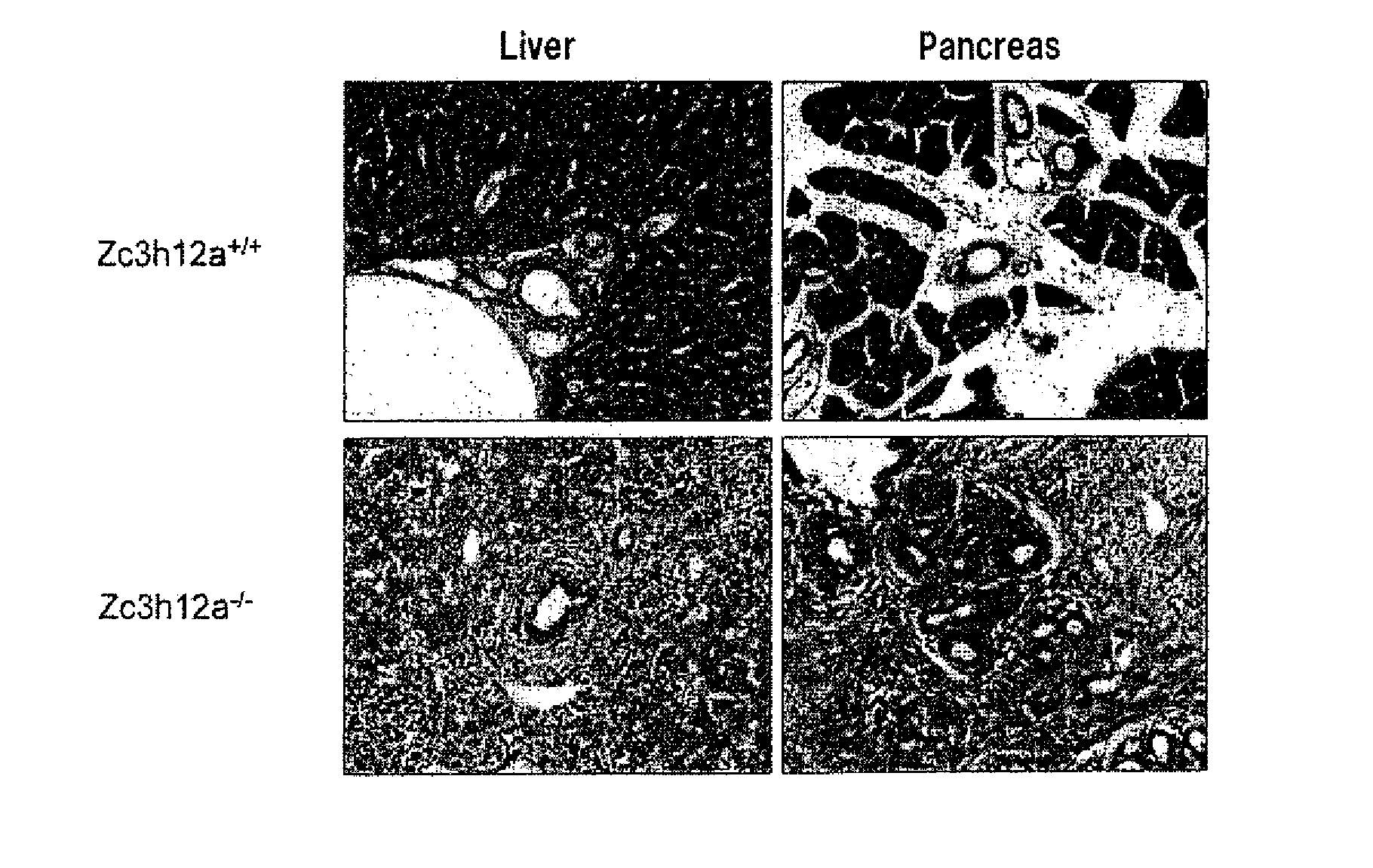 Immunoadjuvant composition and use thereof