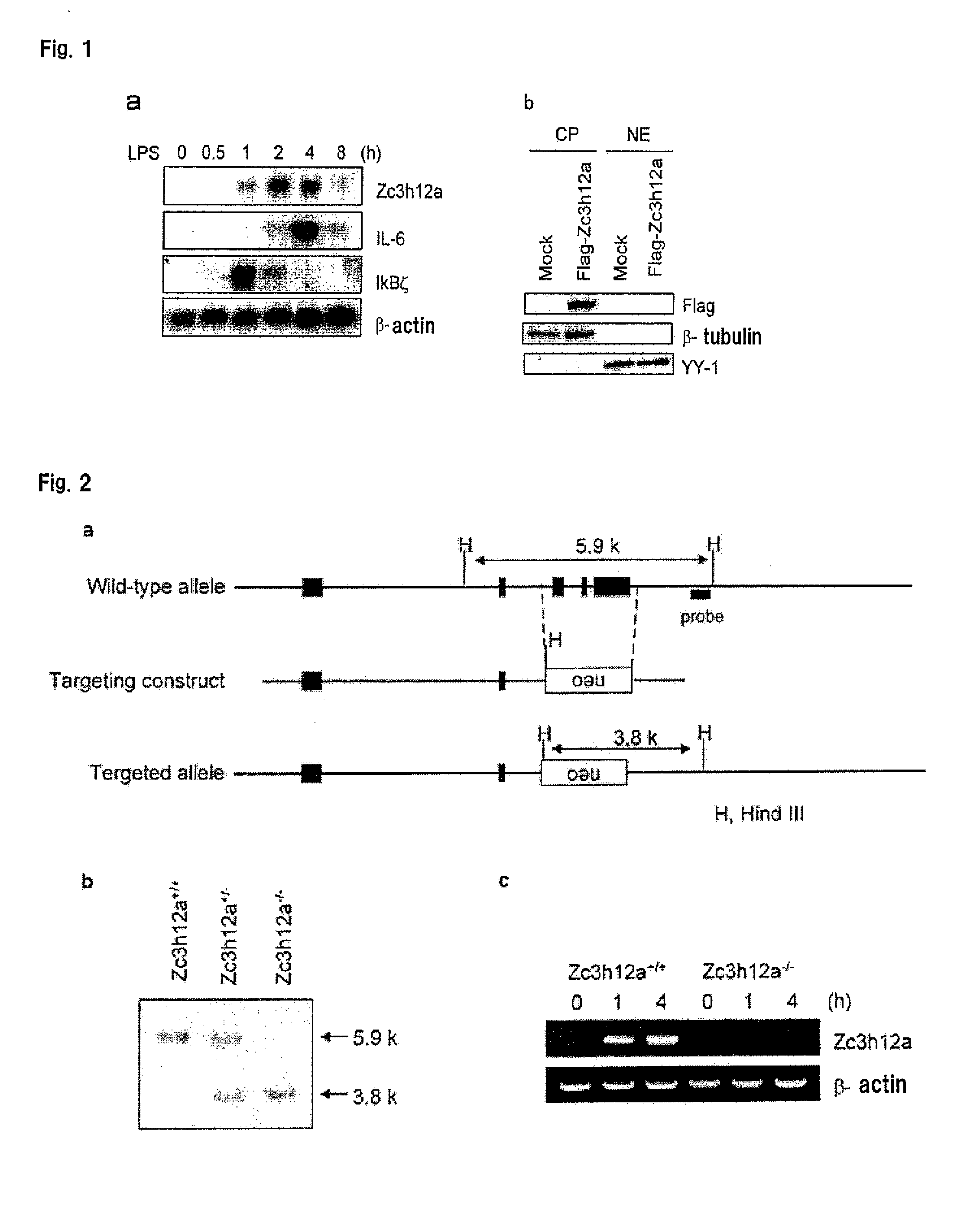 Immunoadjuvant composition and use thereof