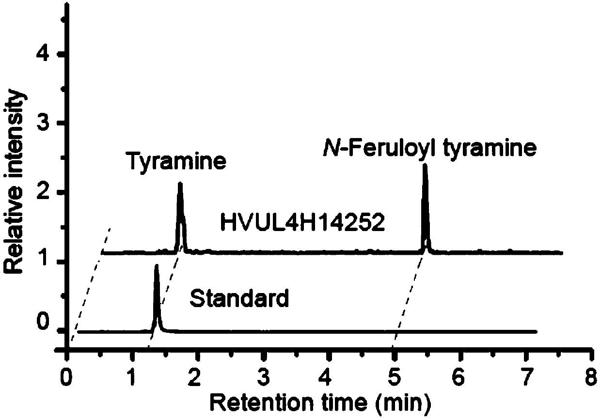 A naked barley feruloyltyramine acyltransferase gene and uses thereof