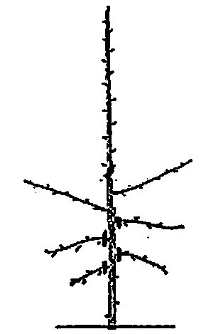 Two-branch one-trunk forming and planting method and reshaping method for apple trees