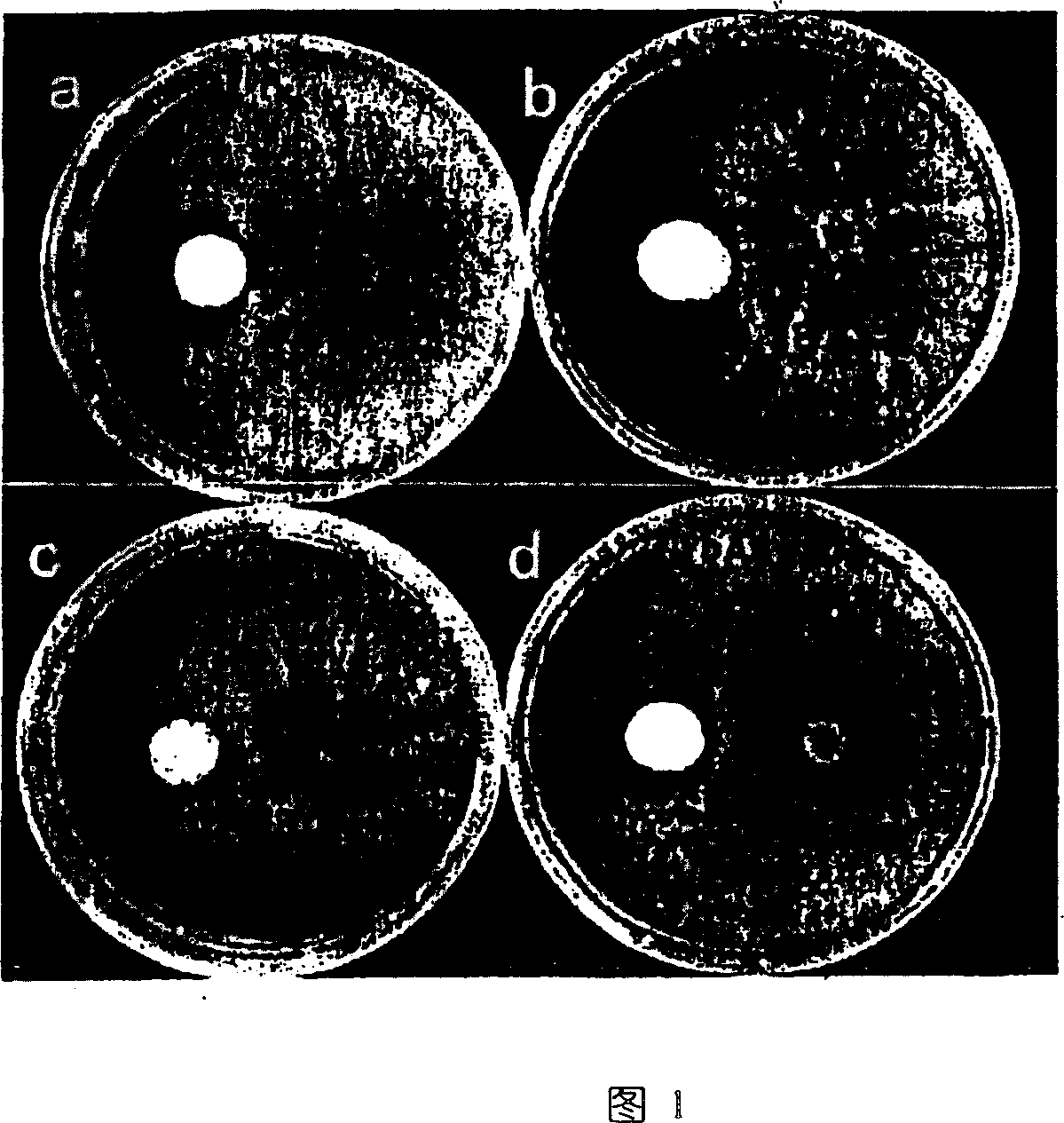 Microbial pesticide inhibiting the outbreak of plant disease damage