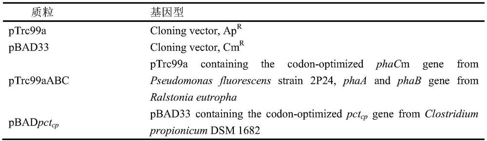 A method for increasing the content of lactic acid component in poly(3-hydroxybutyrate-co-lactic acid) synthesized by Escherichia coli