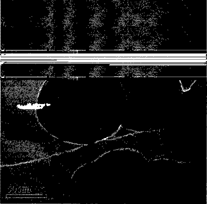 Method for synthesizing high purity carbon nano-ball and carbon microsphere