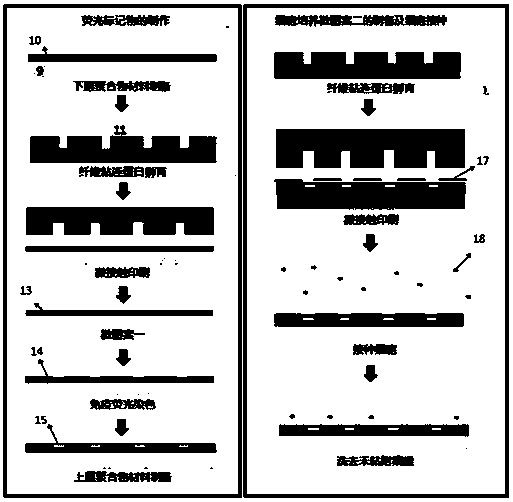 Skeletal muscular myotubular dynamics measuring chip and preparation method thereof