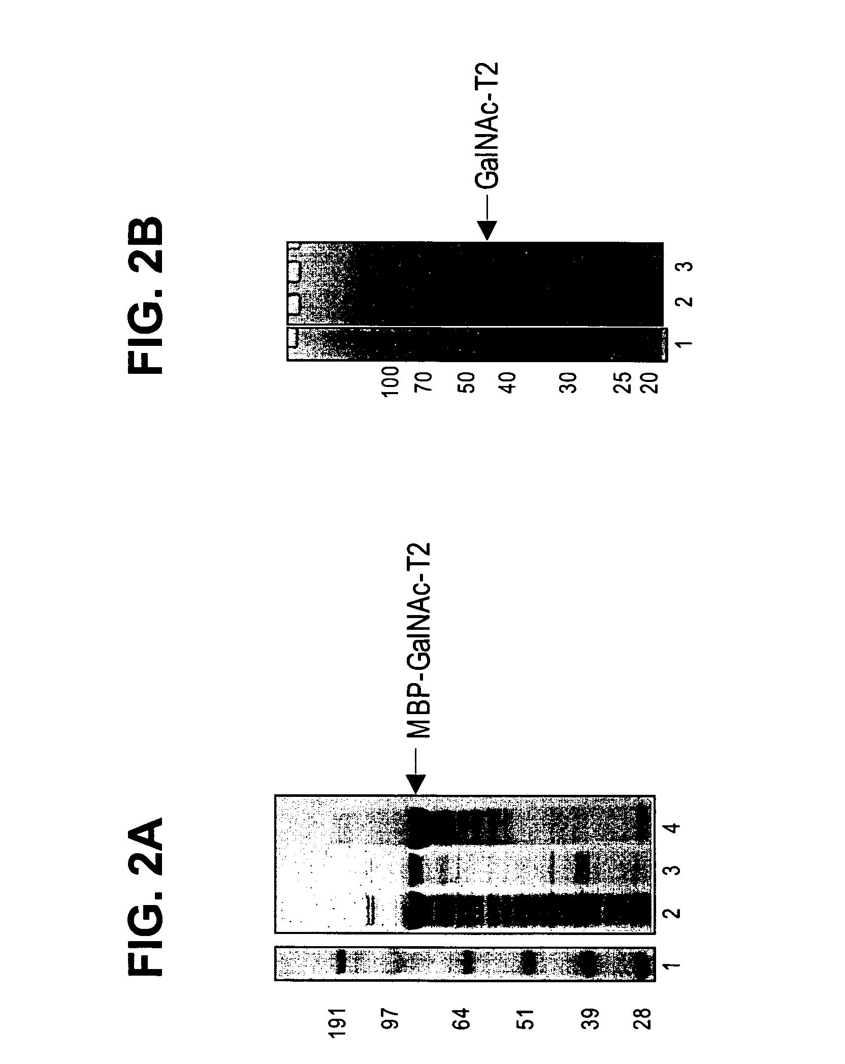 Expression of soluble, active eukaryotic glycosyltransferases in prokaryotic organisms