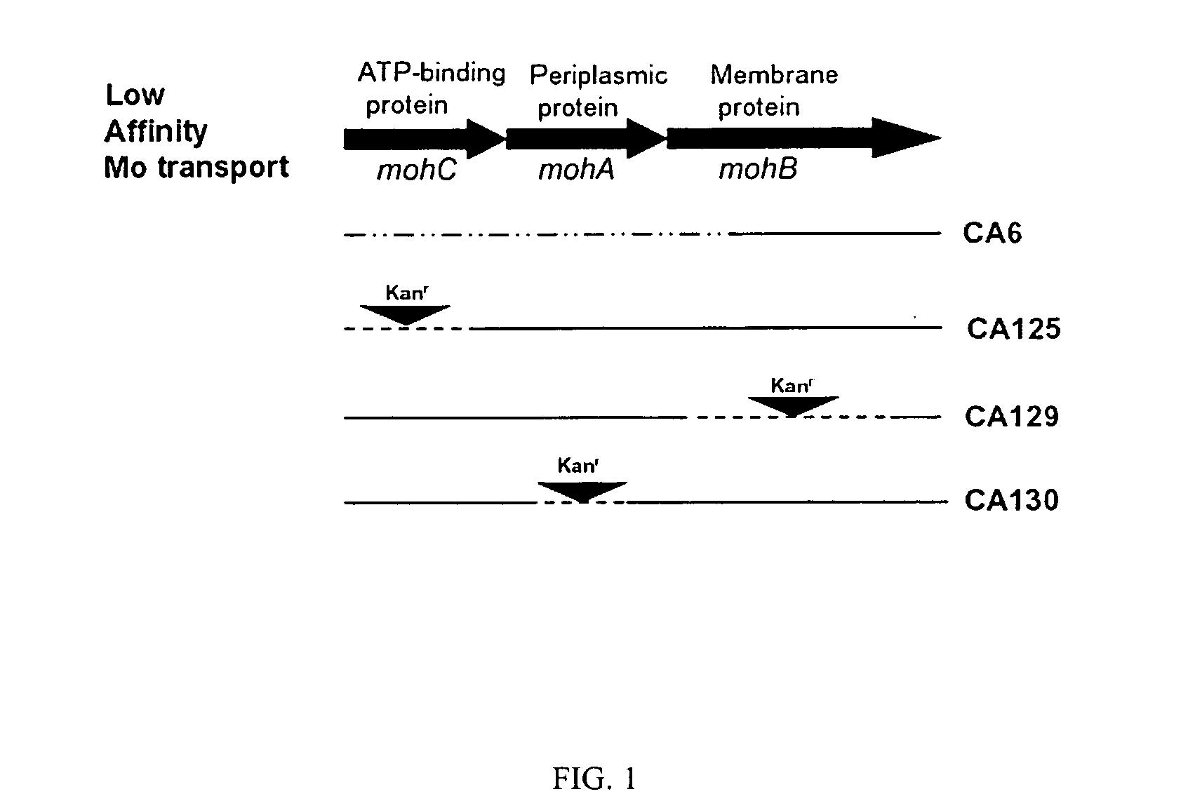 Method of identifying hydrogen evolving diazotrophic bacteria