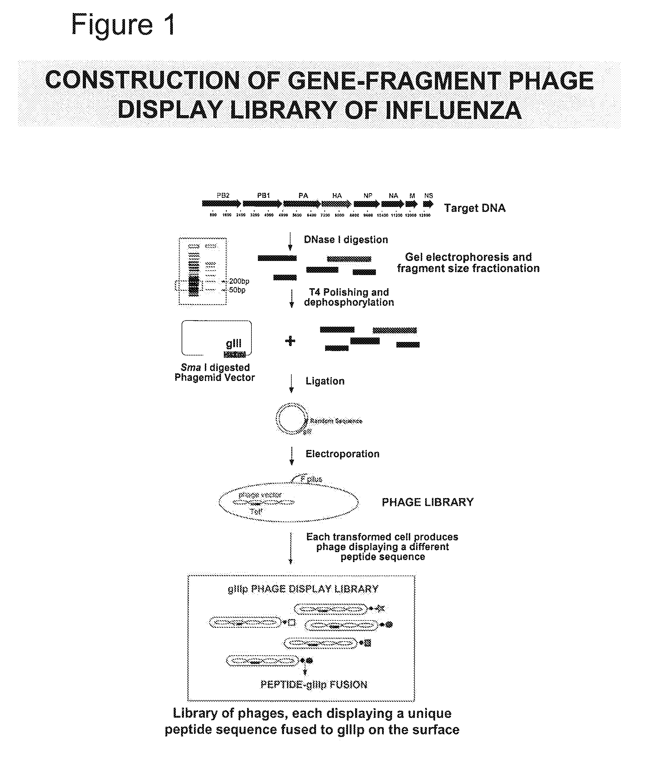 Immunogenic peptides of influenza virus