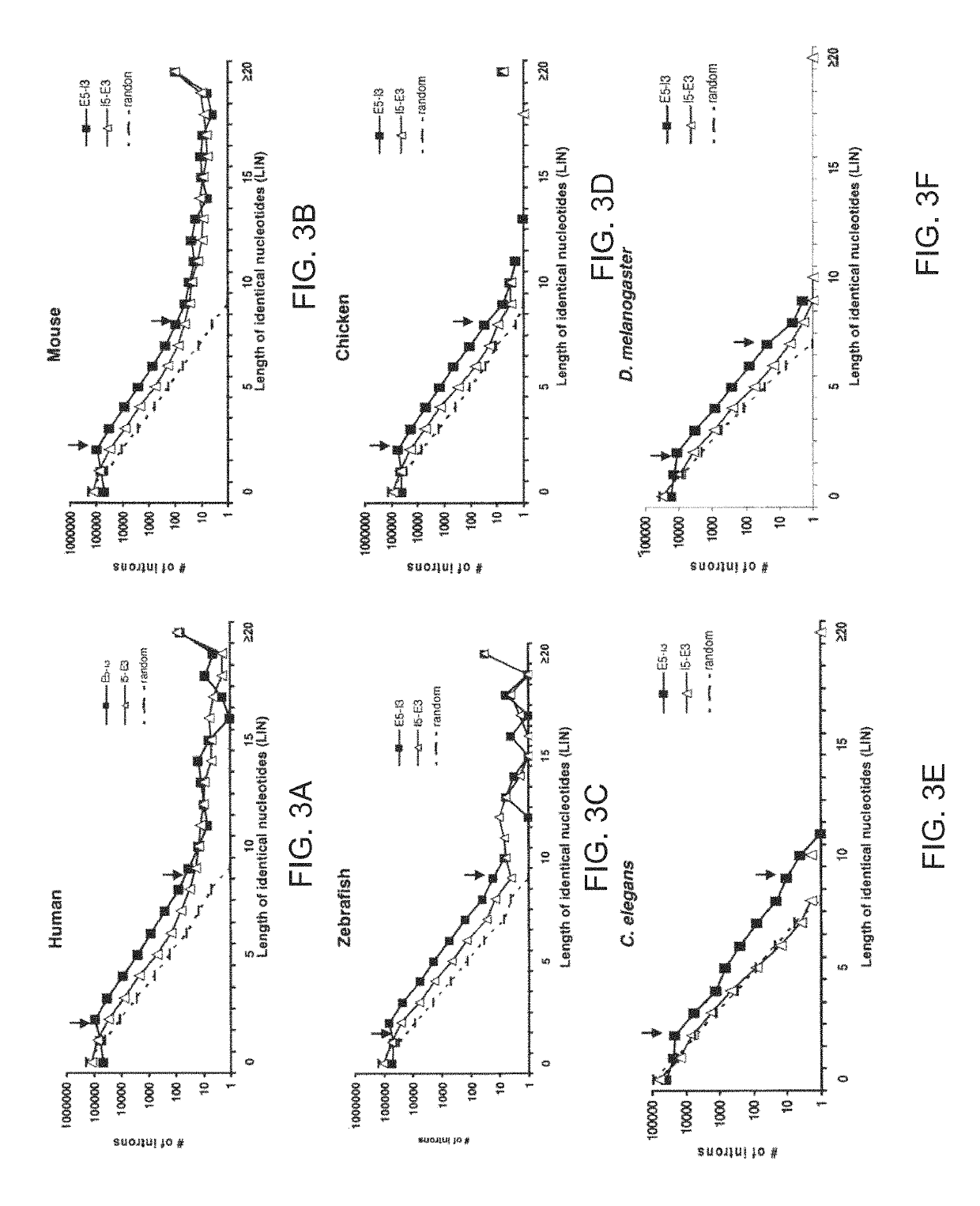 System and method for analyzing splicing codes of spliceosomal introns