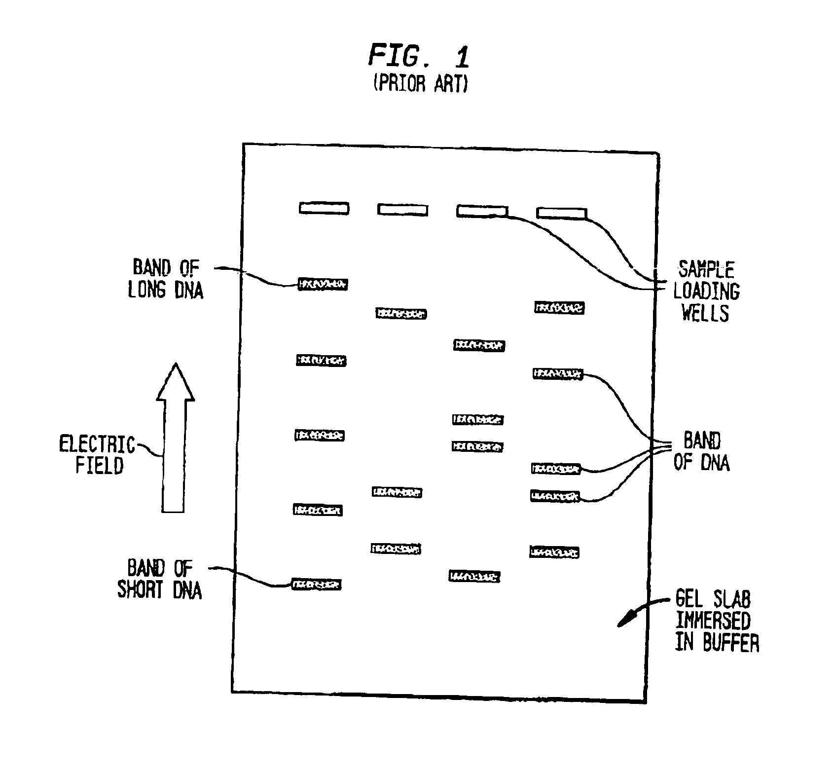 Fractionation of macro-molecules using asymmetric pulsed field electrophoresis