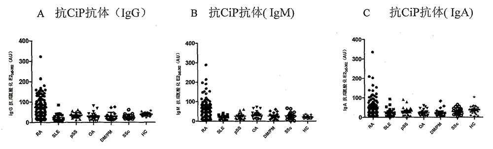 Application of anti-CiP antibody in diagnosis of early rheumatoid arthritis