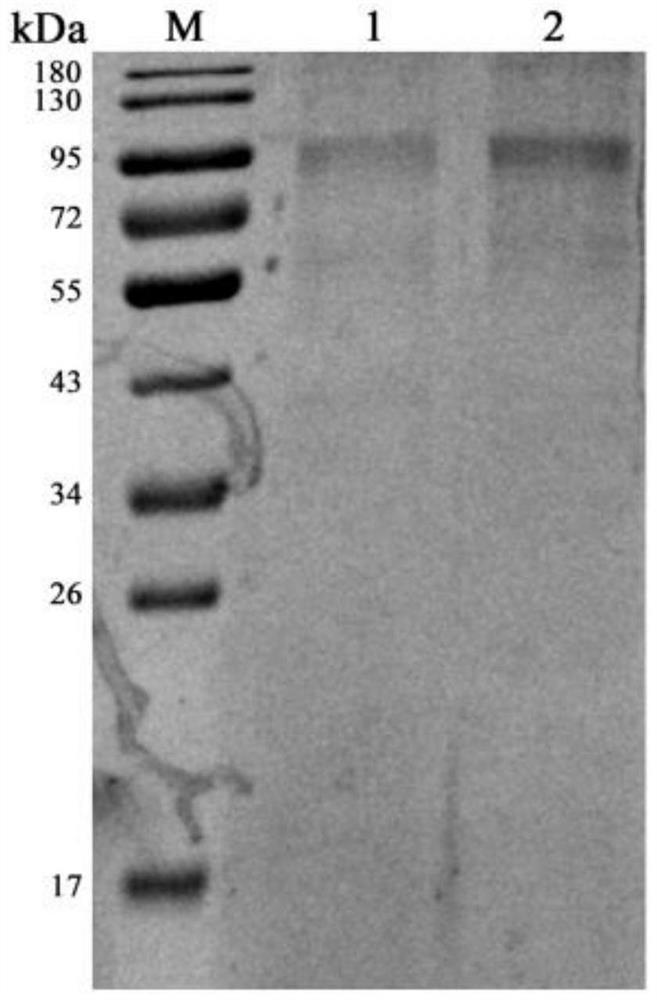 Fluorescence-labeled varicella-zoster virus immunochromatography test paper and application thereof