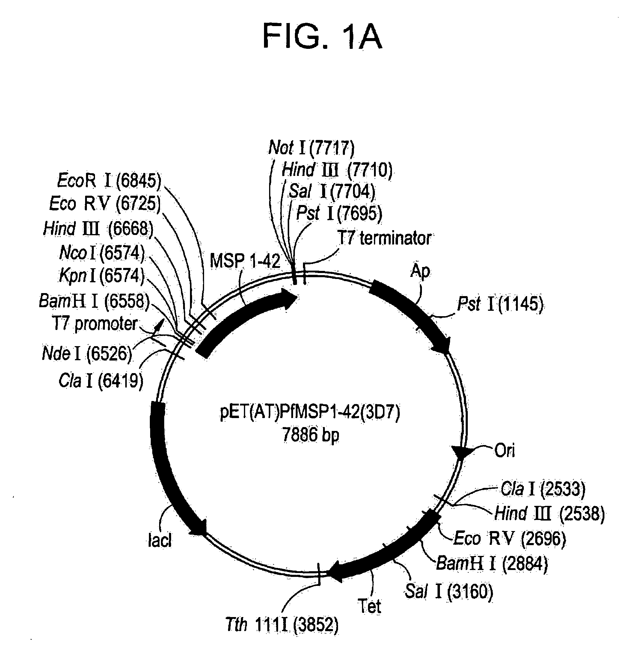 Recombinant P. falciparum merozoite protein-1 42 vaccine