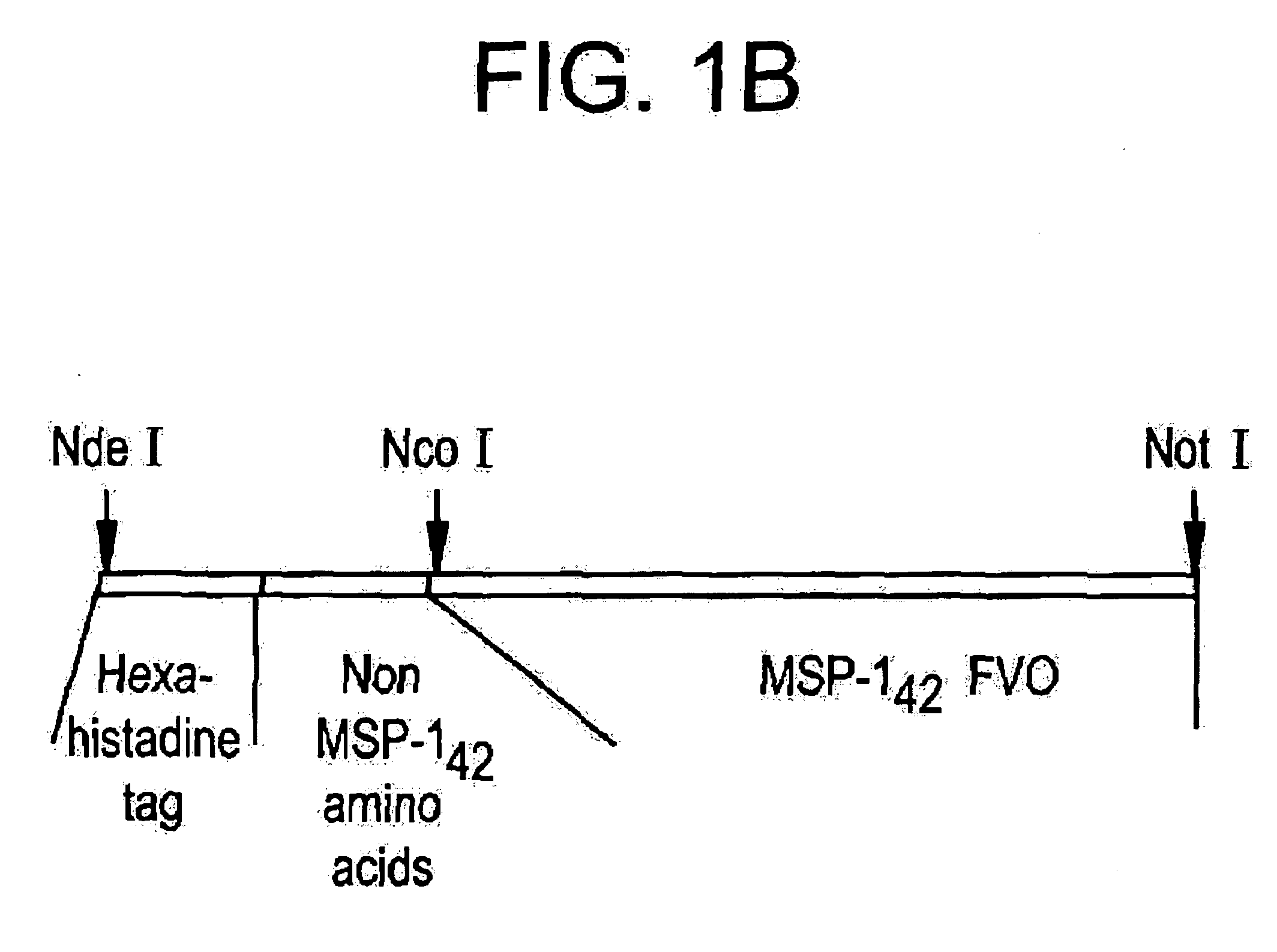 Recombinant P. falciparum merozoite protein-1 42 vaccine