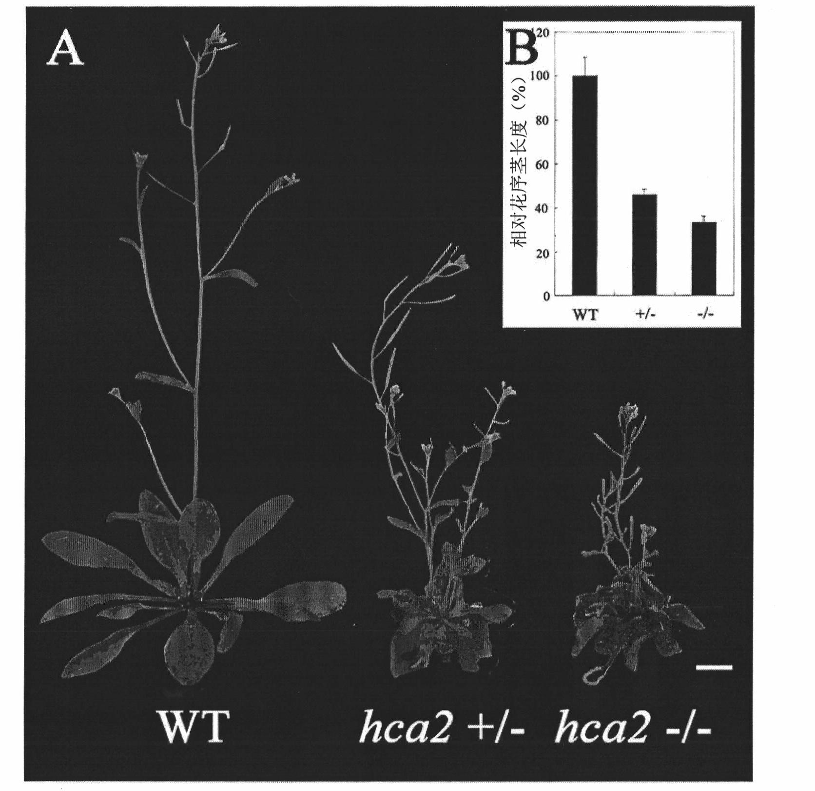 Specific gene controlling growth of Arabidopsis vascular bundle and application thereof