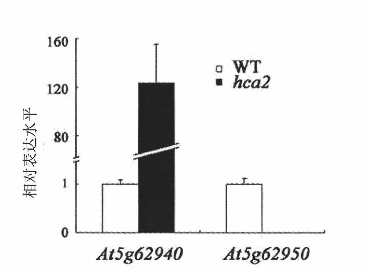 Specific gene controlling growth of Arabidopsis vascular bundle and application thereof