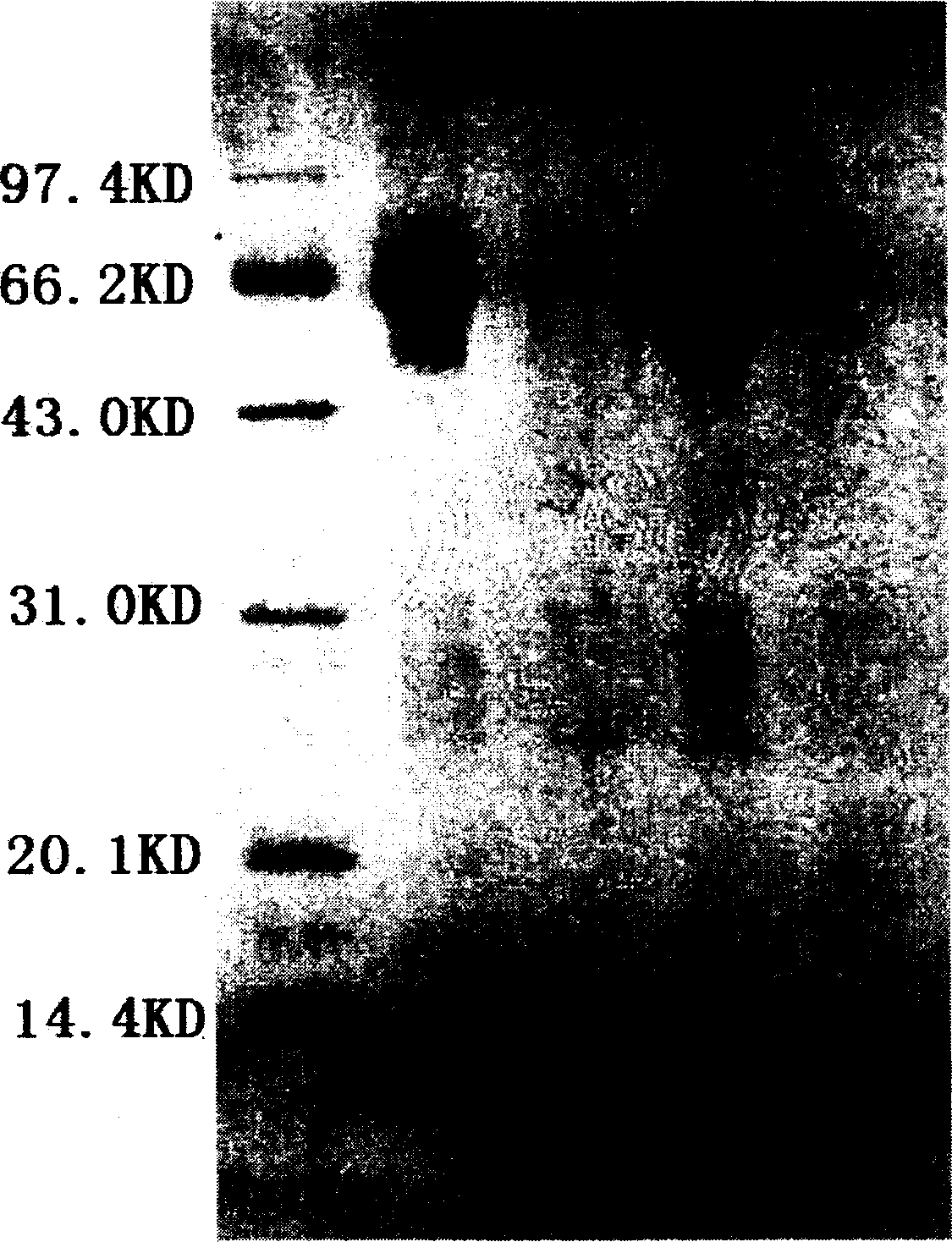 Separation and purification of high purity hemoglobin and virus inactivation technology