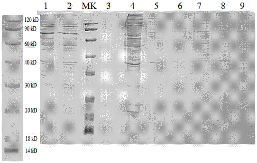 A kind of preparation method of umami taste peptide affinity column