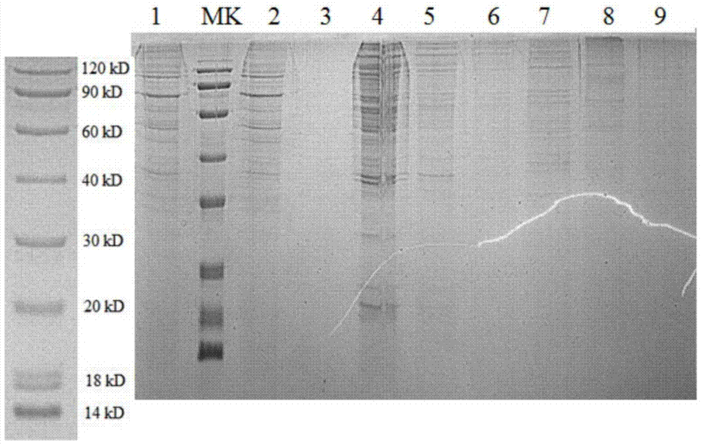 A kind of preparation method of umami taste peptide affinity column