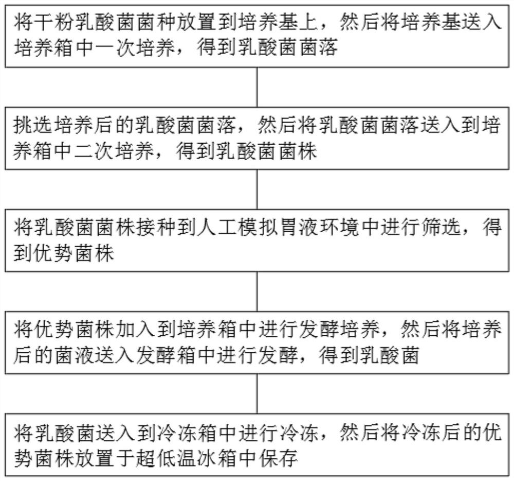 Preparation process of probiotics for improving yin deficiency constitution and conditioning intestinal tracts