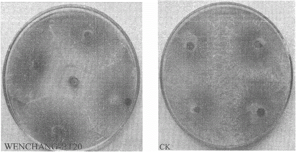 A strain of Bacillus thuringiensis that inhibits coconut stem diarrhoea and kills lepidopteran pests and its application