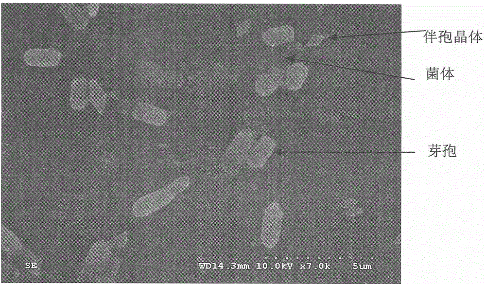 A strain of Bacillus thuringiensis that inhibits coconut stem diarrhoea and kills lepidopteran pests and its application