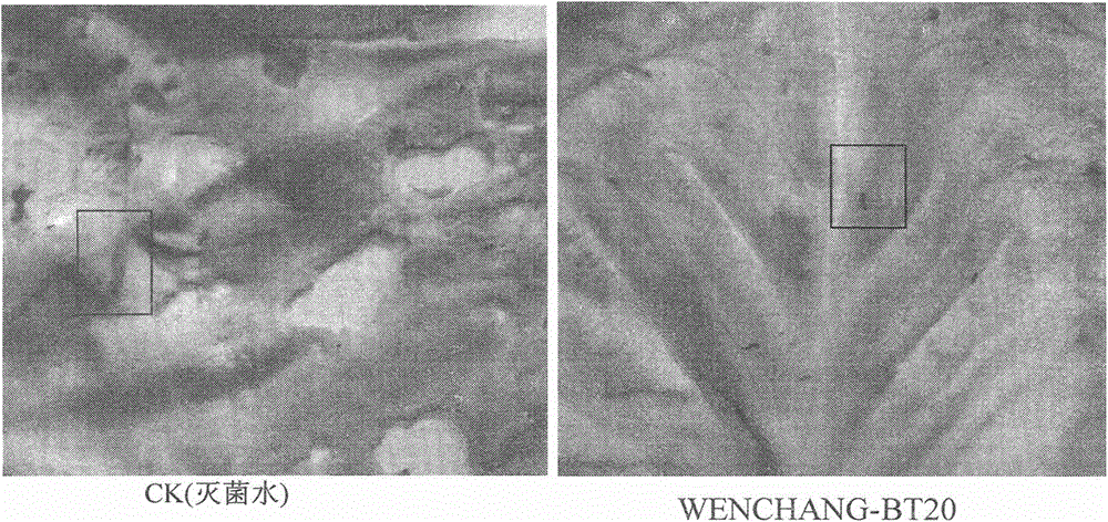 A strain of Bacillus thuringiensis that inhibits coconut stem diarrhoea and kills lepidopteran pests and its application