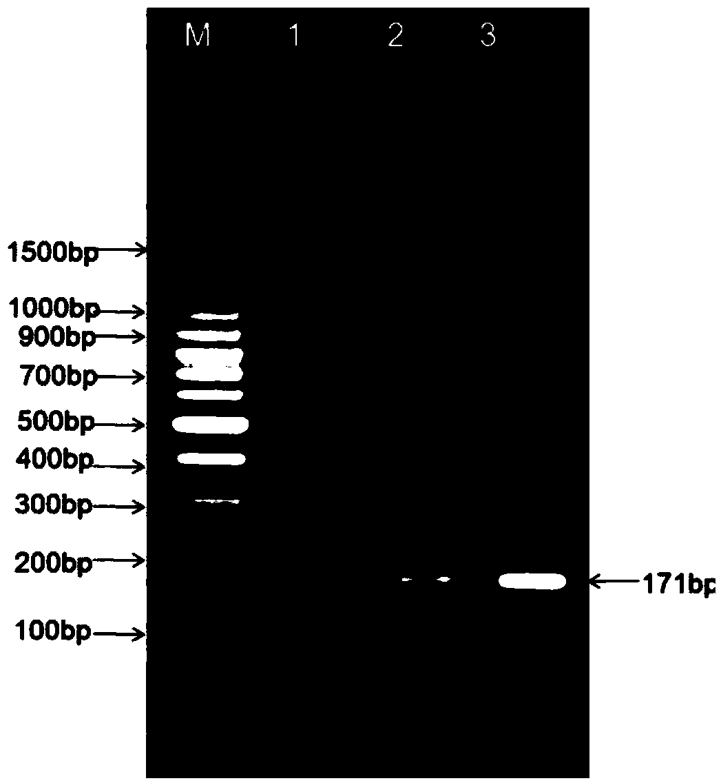 Fourteen-food-borne pathogenic bacterium multiplex PCR detection primer set and kit