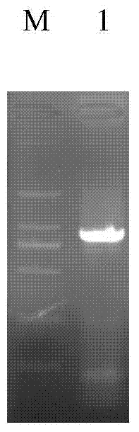 Eimeria tenella conserved protein Et CHP39 gene and application thereof