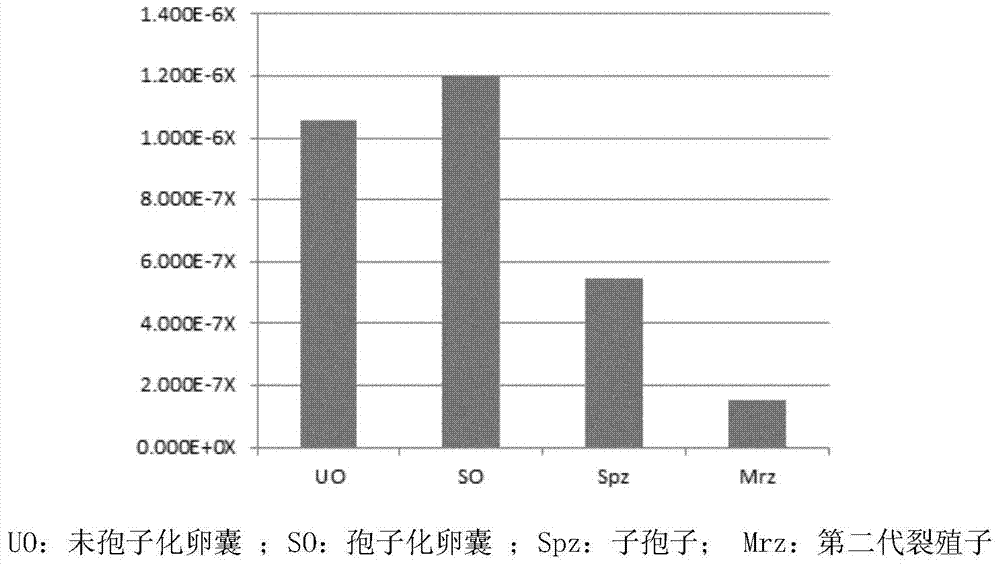 Eimeria tenella conserved protein Et CHP39 gene and application thereof