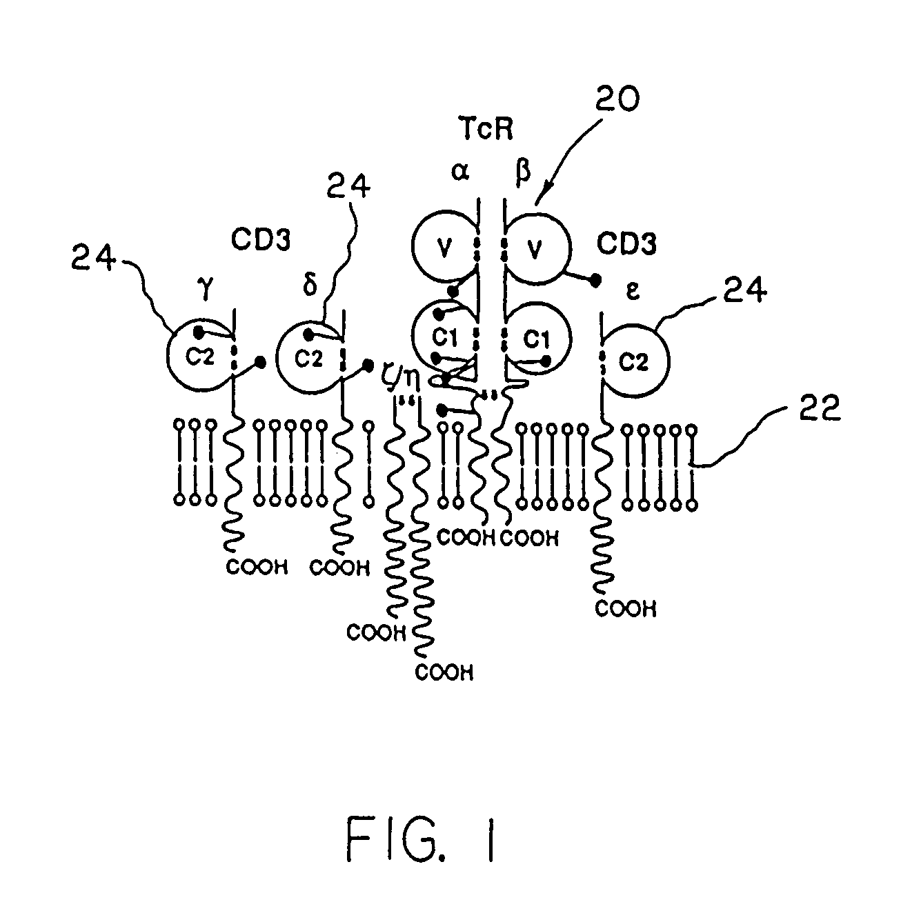 Methods for identifying or diagnosing carcinoma cells with metastatic potential based on the measurement of lymphoid genes or their products in carcinoma cells