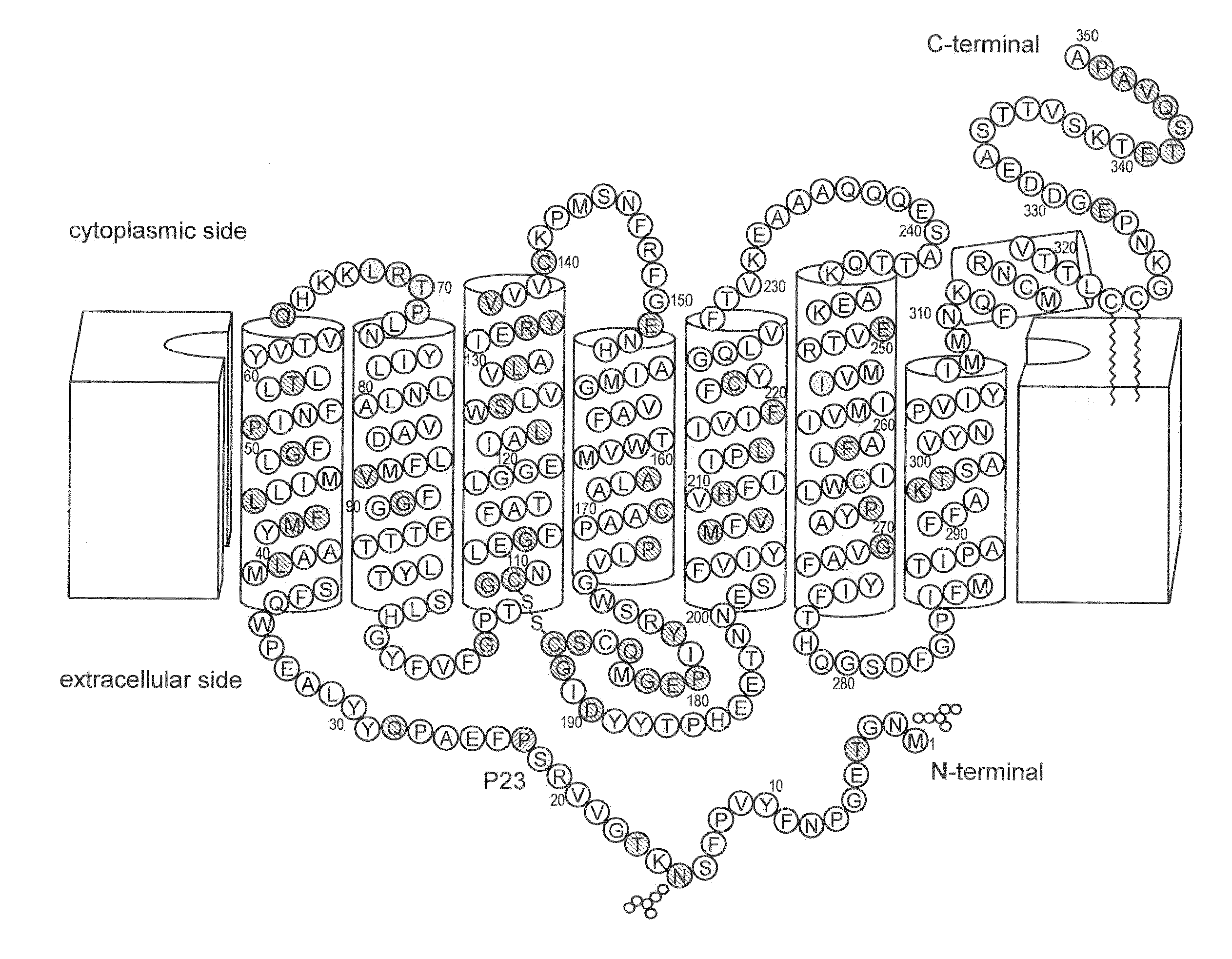 Stabilized mutant opsin proteins