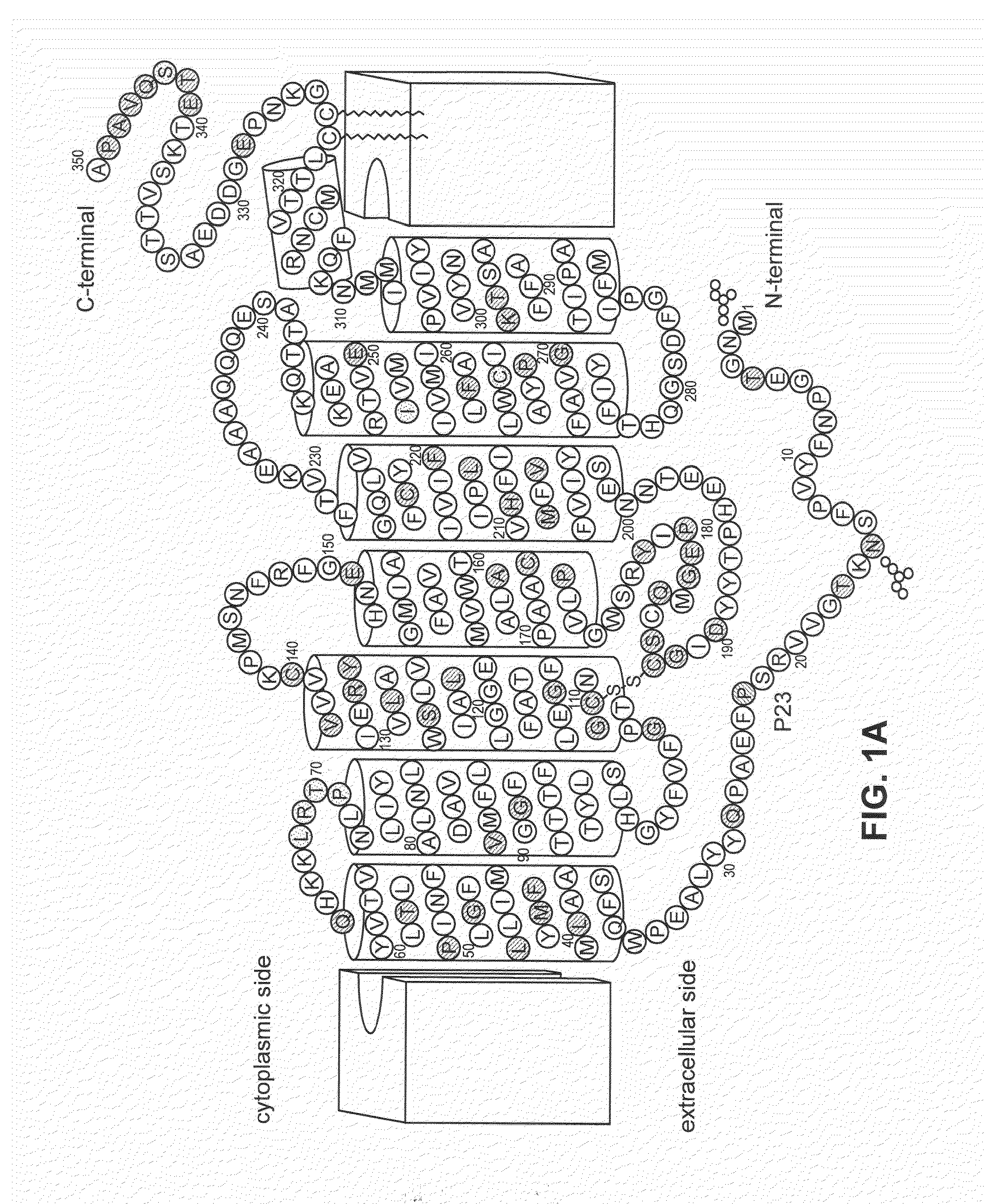 Stabilized mutant opsin proteins