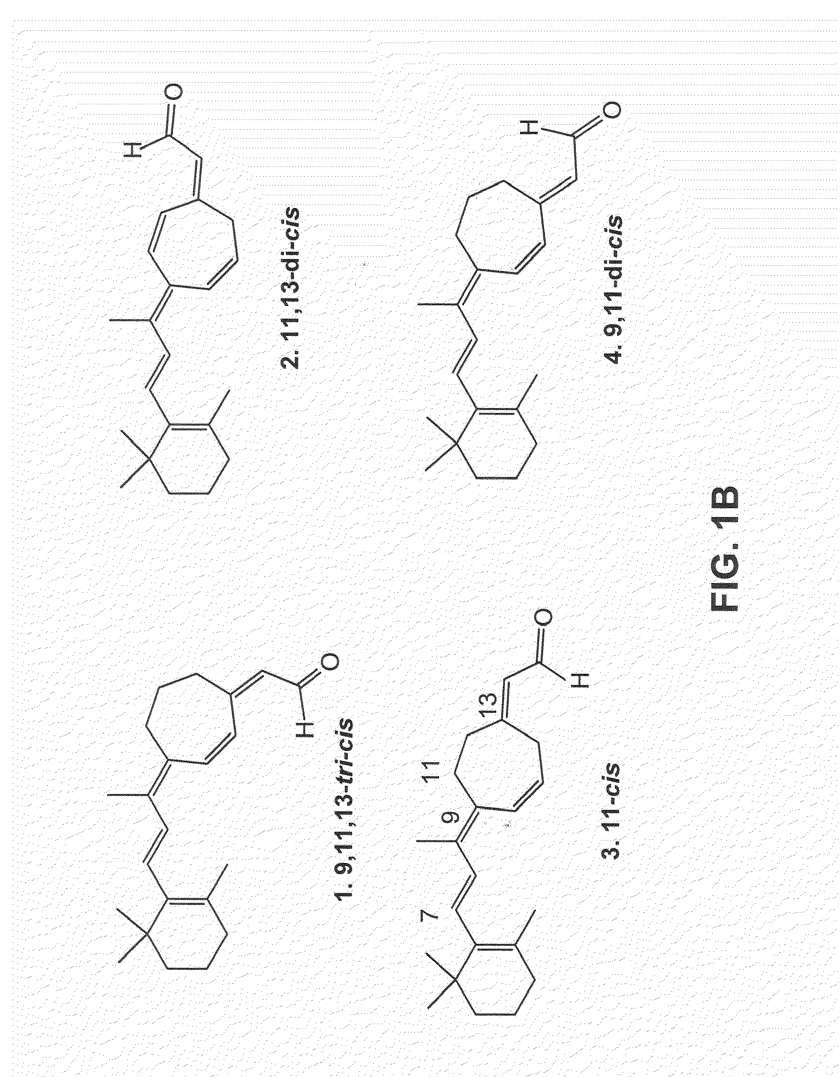 Stabilized mutant opsin proteins