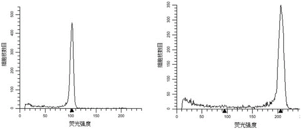 Method for cultivating octoploid lowland type switchgrass