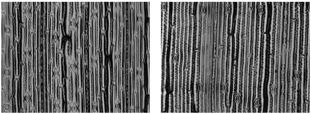 Method for cultivating octoploid lowland type switchgrass