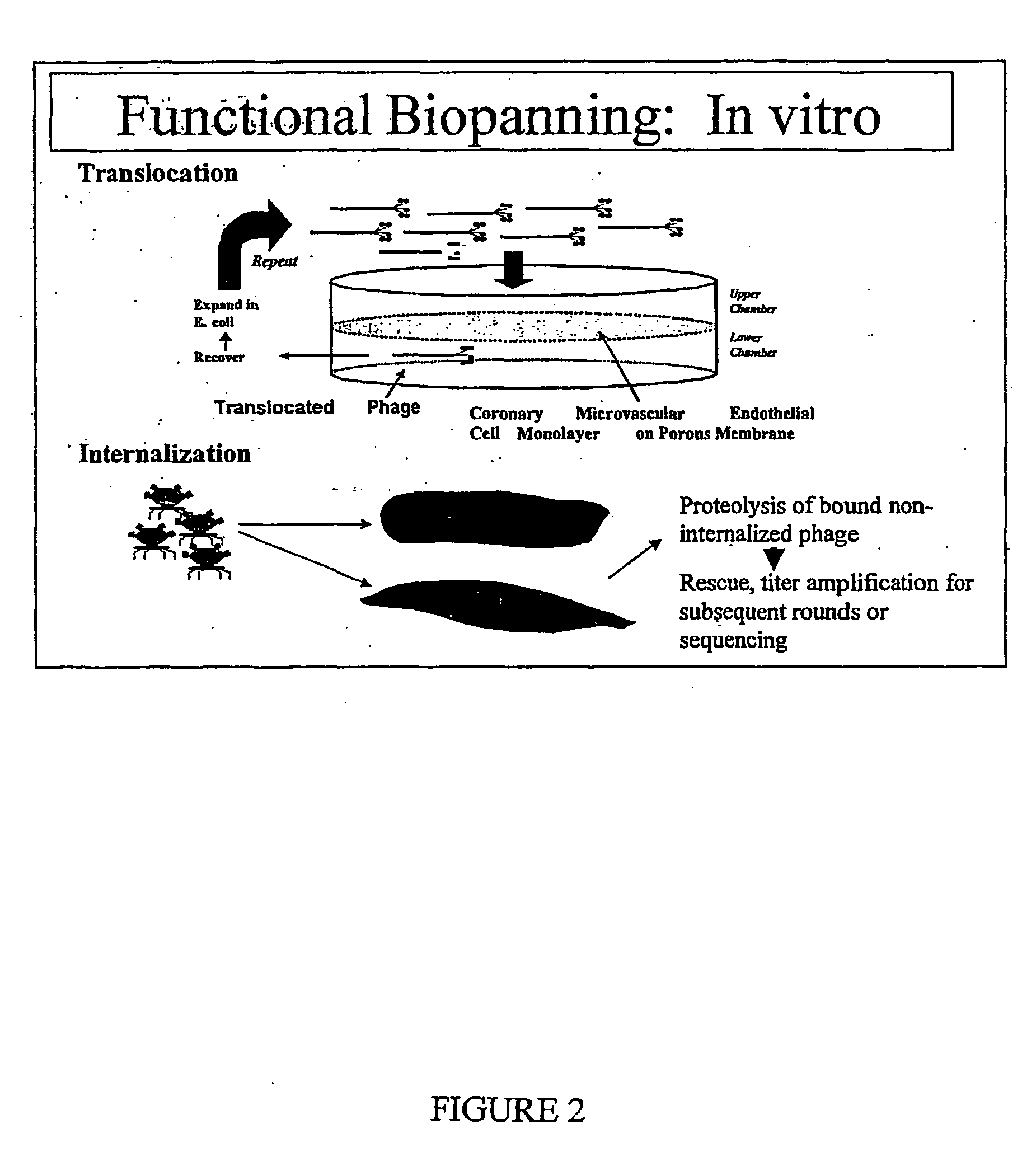 Transport peptides and uses therefor