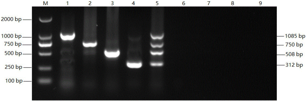 Quadruple PCR detection kit for diagnosis FAdV/MDV/ALV/REV