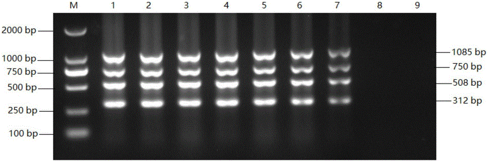 Quadruple PCR detection kit for diagnosis FAdV/MDV/ALV/REV