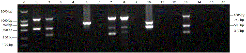 Quadruple PCR detection kit for diagnosis FAdV/MDV/ALV/REV