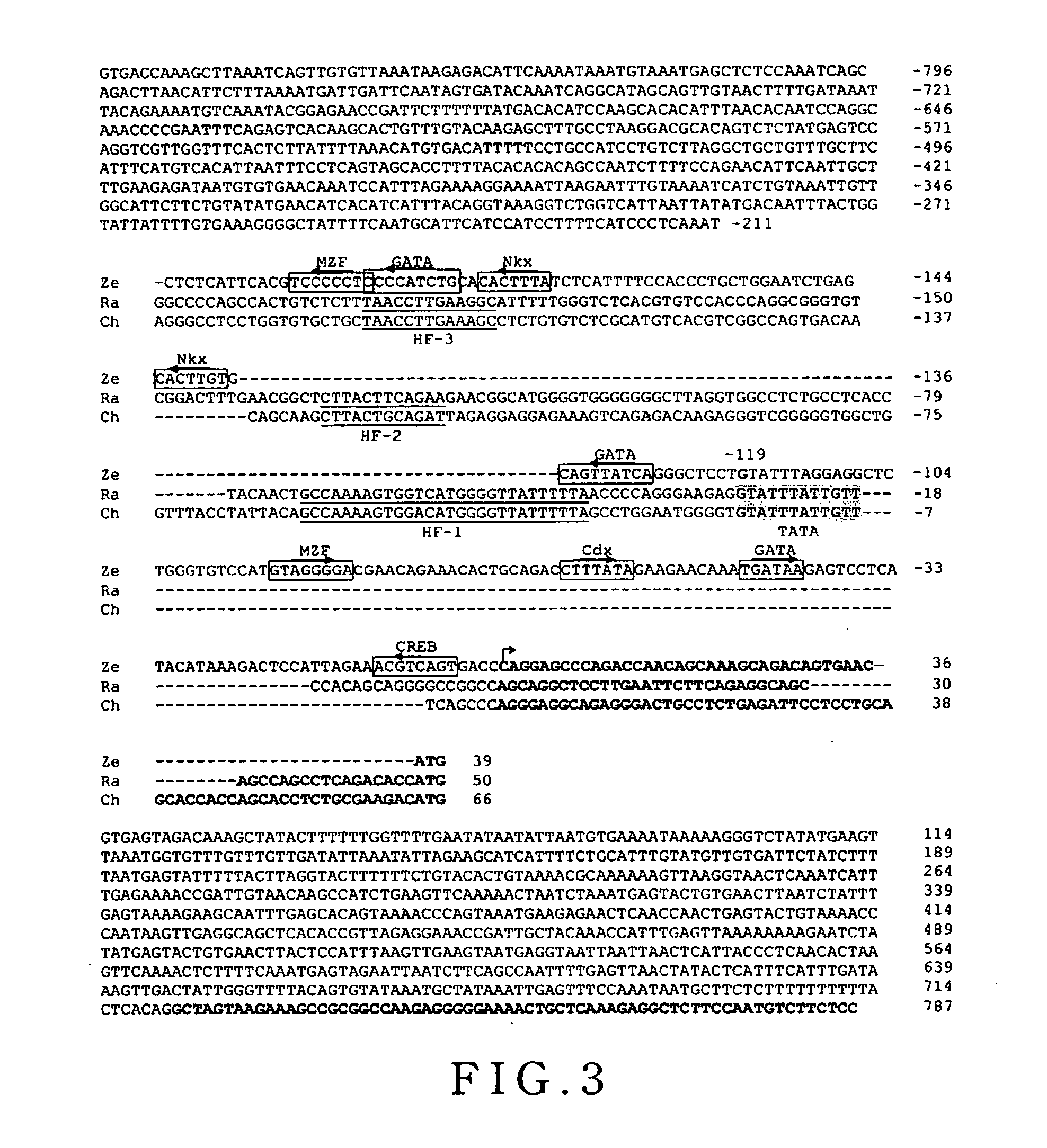 Method for producing heart-specific fluorescence of non-human eukaryotic animals