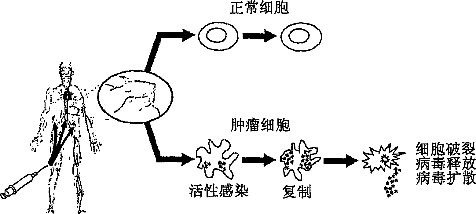 Seneca valley virus based compositions and methods for treating disease