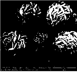 Nitrogen doped carbon material and preparation method