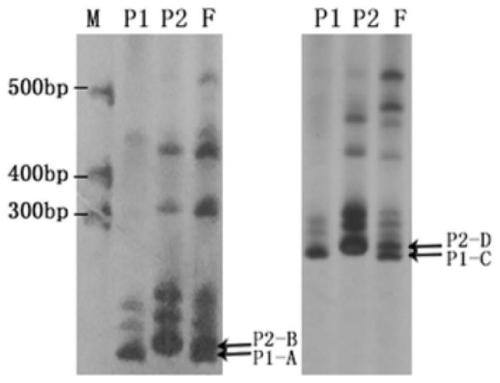 Specific Marker and Method for Purity Identification of Balsam pear Changlv 2 Hybrid Seeds