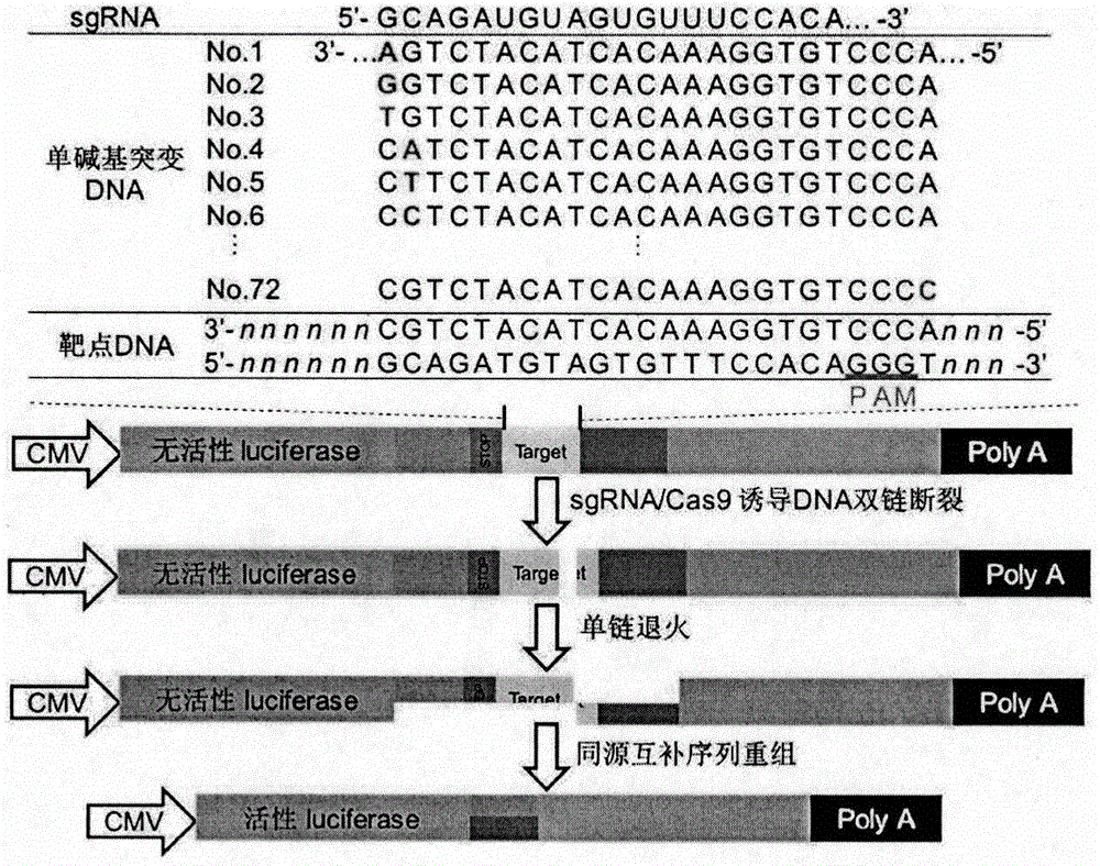 SgRNA base mismatched target site library and its application