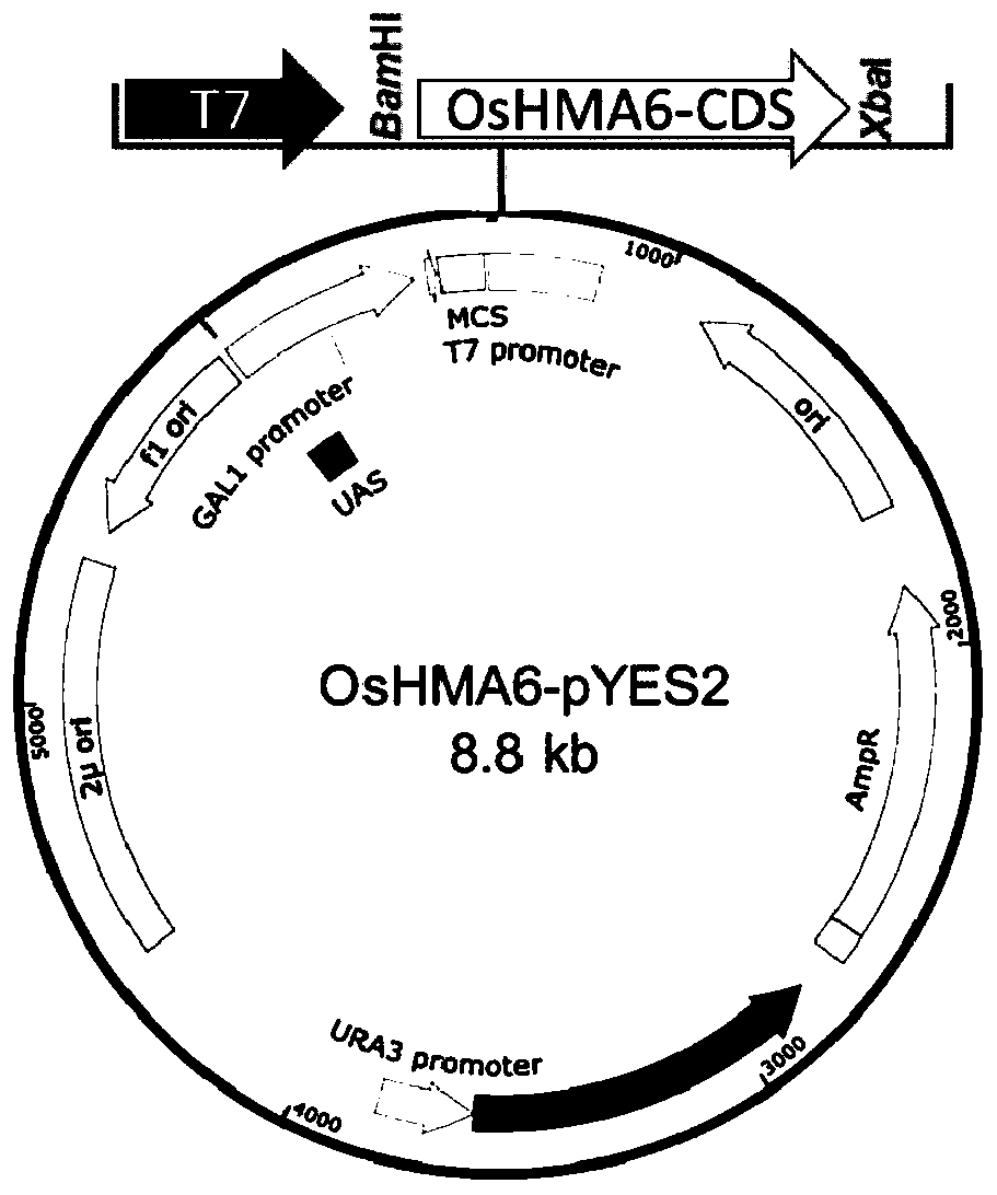 Application of oryza sativa L. heavy metal transport protein OsHMA6 on aspect of lowering Cu poison